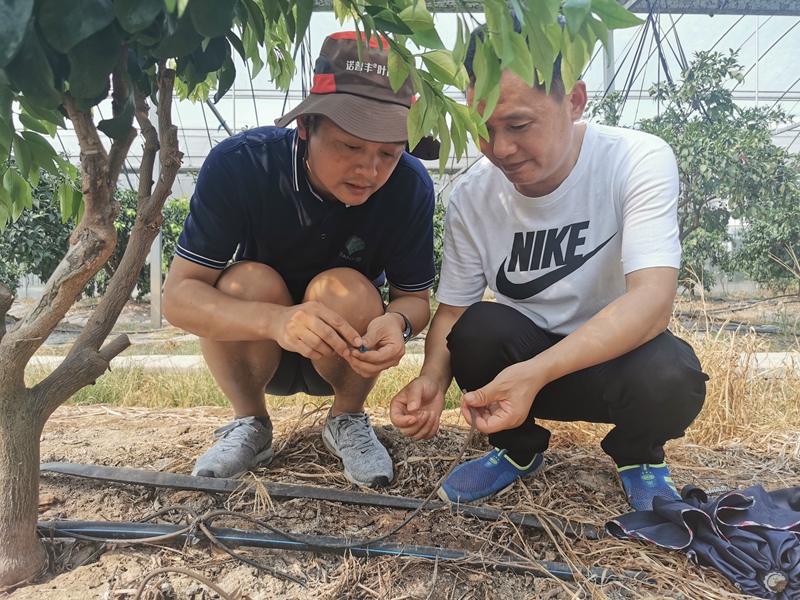 扶貧結對子 柑橘滿園紅 ——浙農控股集團精準幫扶龍游縣柑橘產業(yè)發(fā)展紀實